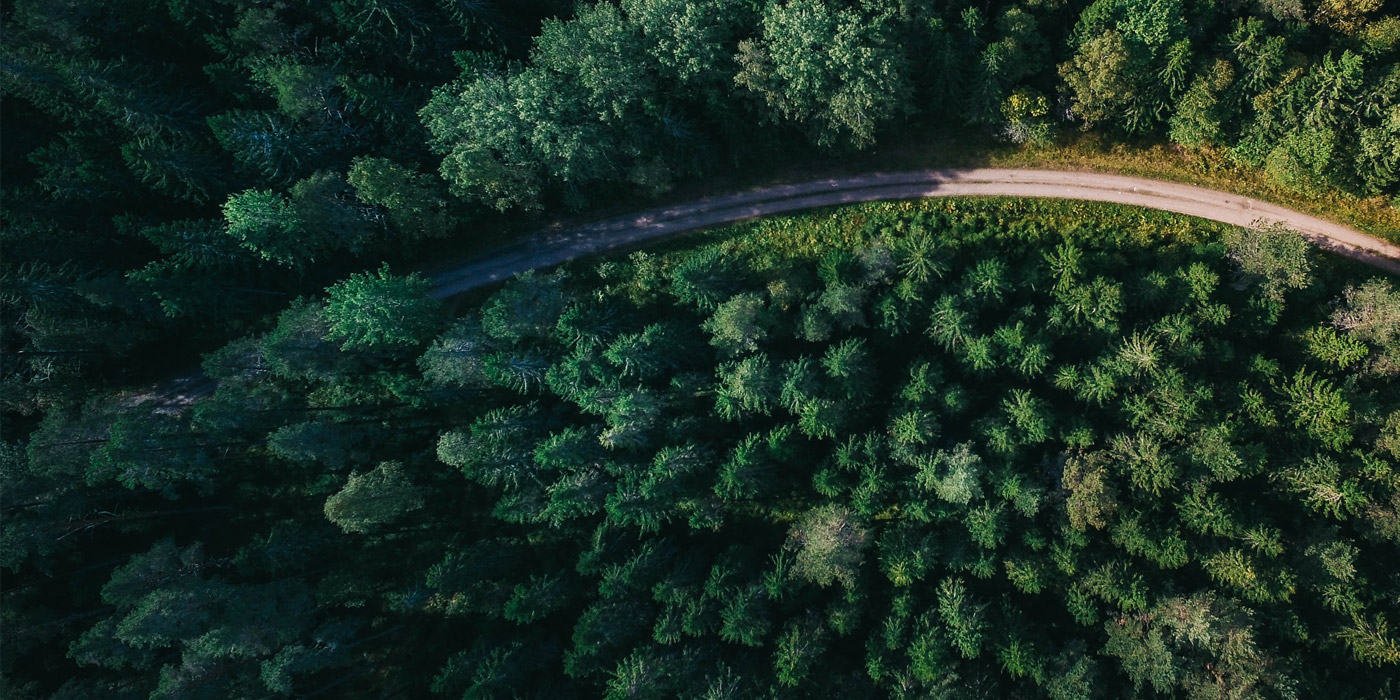 Gli alberi aiutano ad assorbire CO2 - News Eco Store